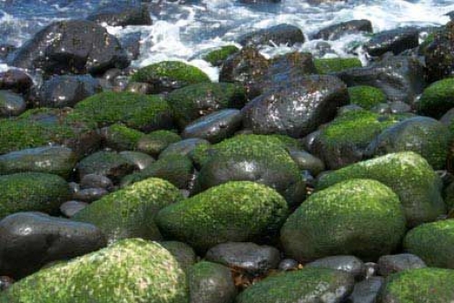 Lichen on rocks, near Portsea, Vic, Australia.