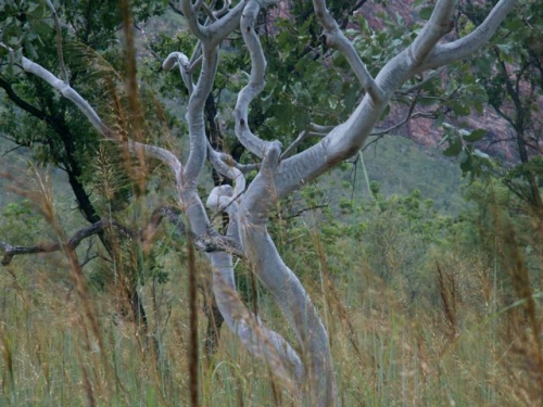 eucalyptus microtheca, east kimberley, WA
